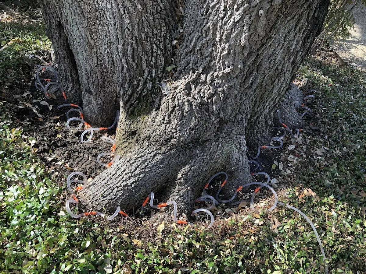 Detailed Tree Cabling and Bracing job site in Leonard