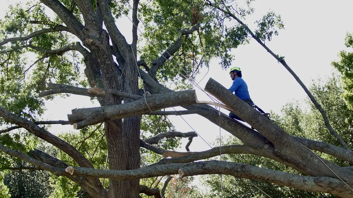 Professional Hazardous Tree Removal performed by certified arborists in Leonard